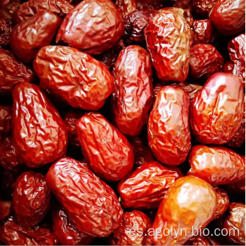 Fruta china de Jujube seca con nuevas fechas de cultivo.